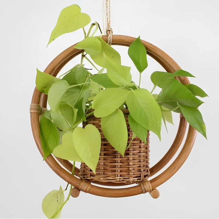 Rattan Hanging Plant Pots | Cane Hanging Flower Pots | Bamboo Hanging Planters - Ishita by Luxury Rattan Handicrafts 