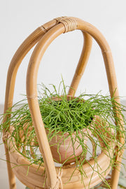 Rattan Planter for Indoor - Kaia