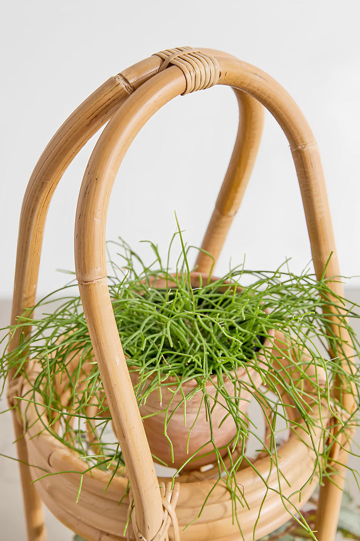 Rattan Planter for Indoor - Kaia