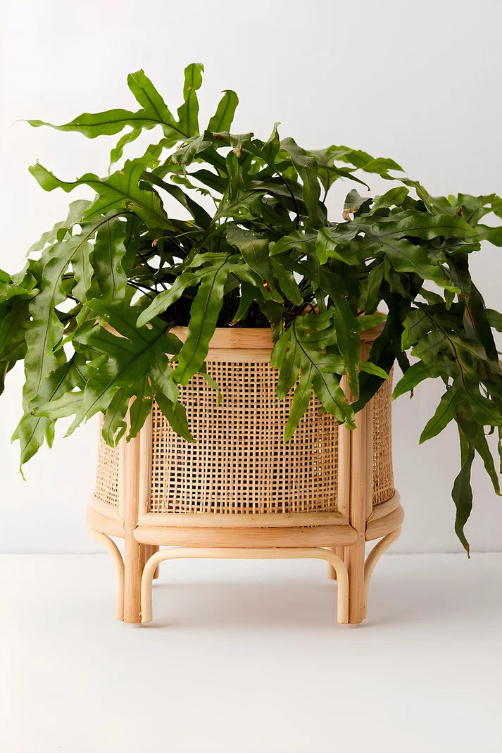 Rattan Planter for Indoor - Kellworth