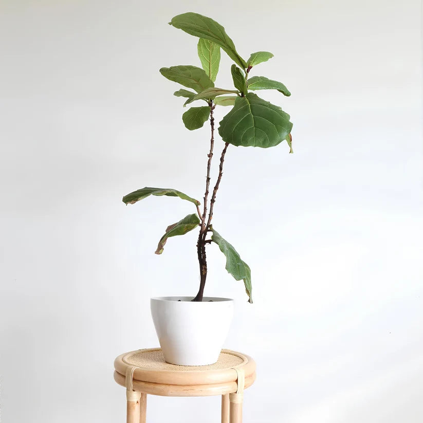 Rattan Bedside Table | Cane Side table | Bamboo table - Fintan