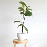 Rattan Bedside Table | Cane Side table | Bamboo table - Fintan